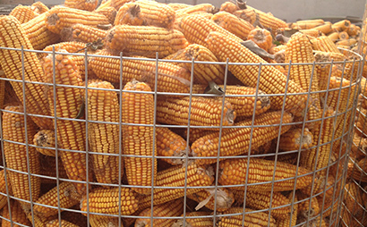 圈玉米電焊網(wǎng) 圈玉米電焊網(wǎng)